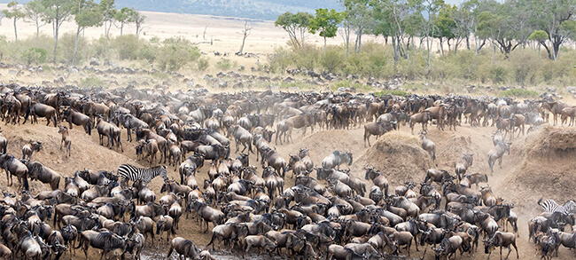 The Great Migration in the Masai Mara, Kenya